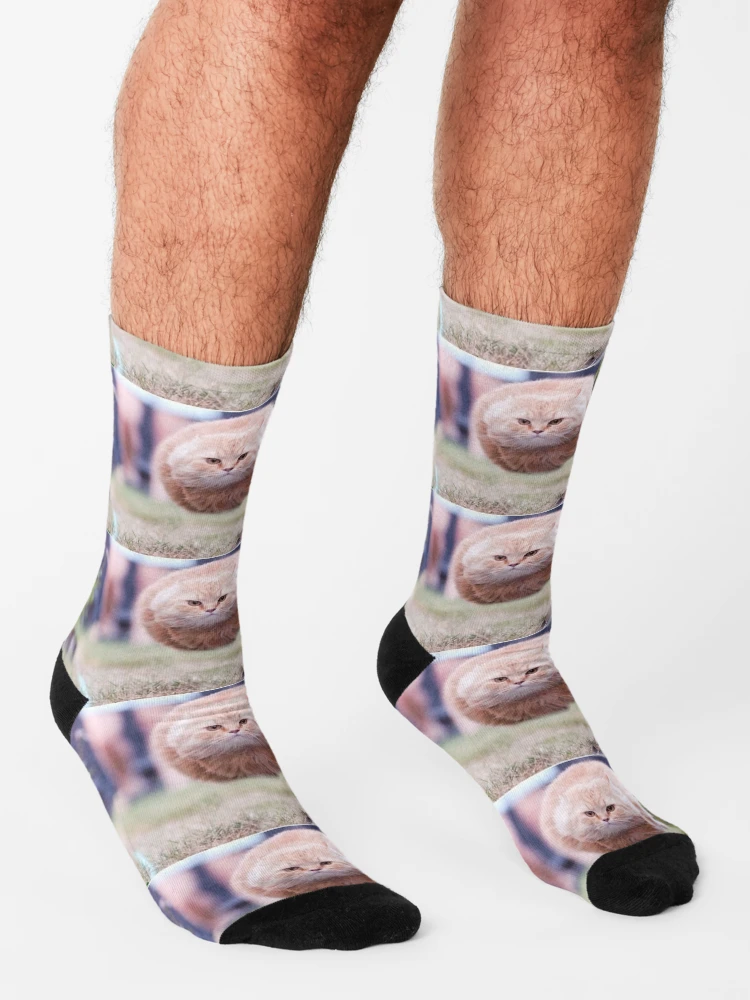 //i.fii.moe/1TVYsfIcB2mQfA.png